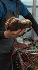 叶落,开启自然能量的持续共振6