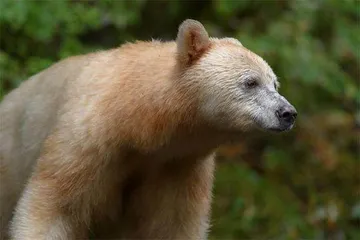 叶落,开启自然能量的持续共振8