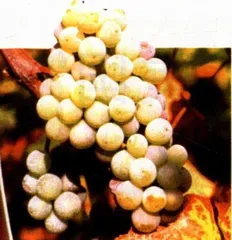 德国薏斯琳葡萄酒的报复1