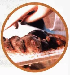 生物入侵的危险与不平等2