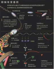 从数字符号到基因符号：人类将彻底变成符号3