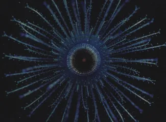 美丽的释毒者2