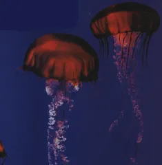 美丽的释毒者5