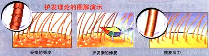 头发的秘密4