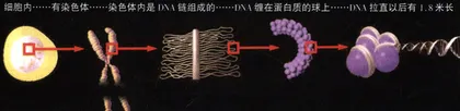 基因时代：你准备好了吗？6