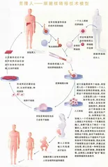 克隆人何时问世？2