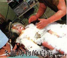 冬眠动物的启示