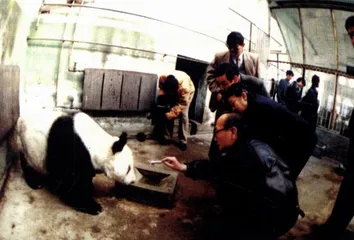 熊猫莎莎1