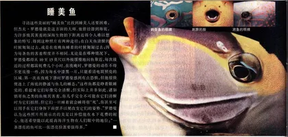 流行文化·流行消费：文化(60)