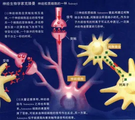 难读的“生命之书”