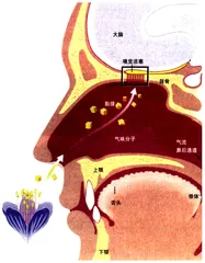 鼻子的奥秘