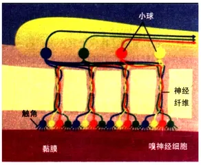 鼻子的奥秘1