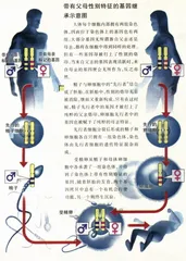 父母亲的基因之战1