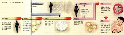 精子、卵子与孩子1