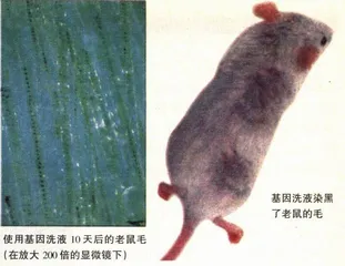 设计完美基因：科学还是幻想？4