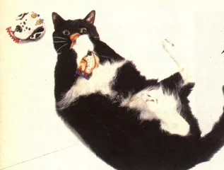 从“胖猫”开始