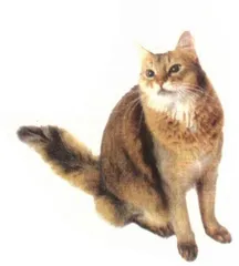 从“胖猫”开始1