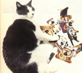 从“胖猫”开始2
