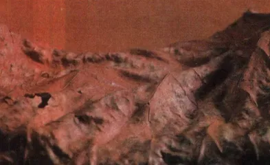 多莉羊·牛肉和199724