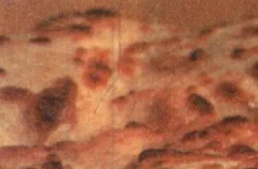 多莉羊·牛肉和199725