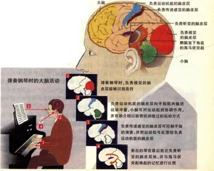 大脑研究与音乐1