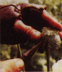 罪恶之花3