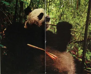 双周观象(27)