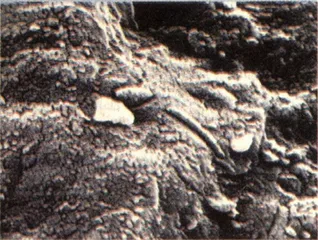 科技生活：火星上有生命？4