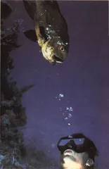 生态旅游能不能保护生态2