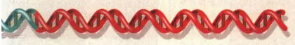 科学巨手能否拨慢生命的时钟？1