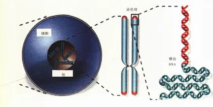科学巨手能否拨慢生命的时钟？7