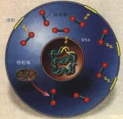 科学巨手能否拨慢生命的时钟？8