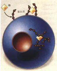 科学巨手能否拨慢生命的时钟？9