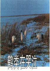 鹤类在哭泣