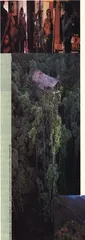 原始森林里的文明绑架1
