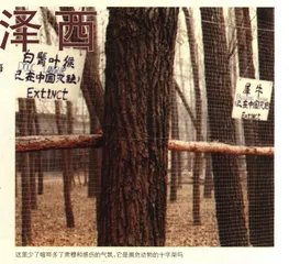 最后的泽西