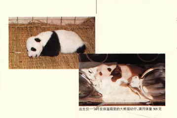 人·动物·动物园3