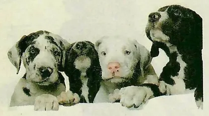 京城养犬悲喜名录