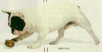 京城养犬悲喜名录1