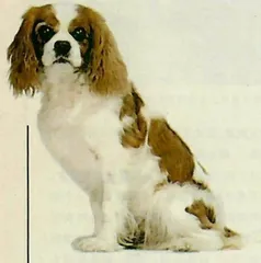 京城养犬悲喜名录2