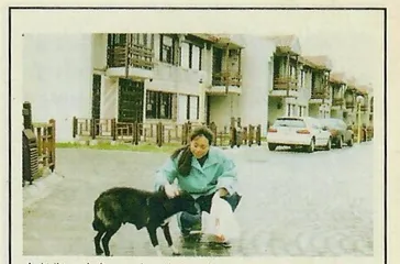 京城养犬悲喜名录3