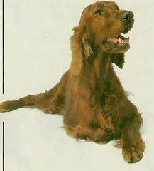 京城养犬悲喜名录4