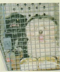 京城养犬悲喜名录5