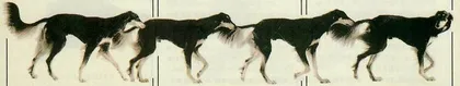 京城养犬悲喜名录6