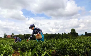 四川平昌:因地制宜夯实乡村产业基础1