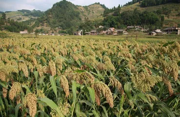 贵州习水:围绕首位产业富民强县1