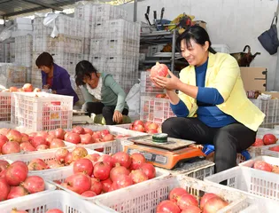 汝州:惠农产业兴旺 集体经济走强1