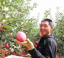 延安富县:春风吹灿五指塬1