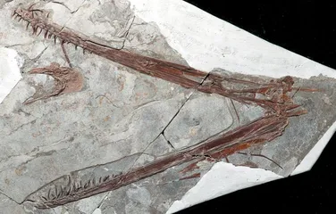 ​翼龙·Pterosaurs
