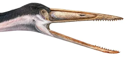 ​翼龙·Pterosaurs1